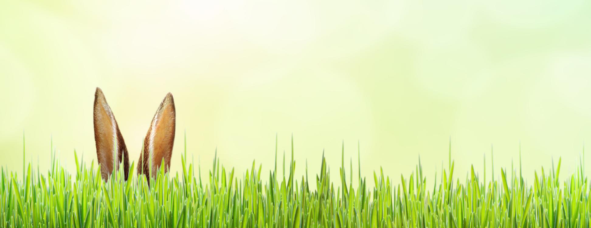 Grüne Wiese, aus der ein paar Hasenohren hervorschauen