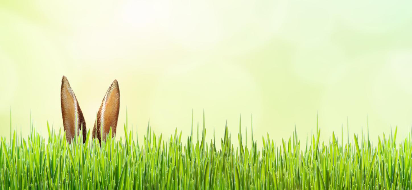 Grüne Wiese, aus der ein paar Hasenohren hervorschauen