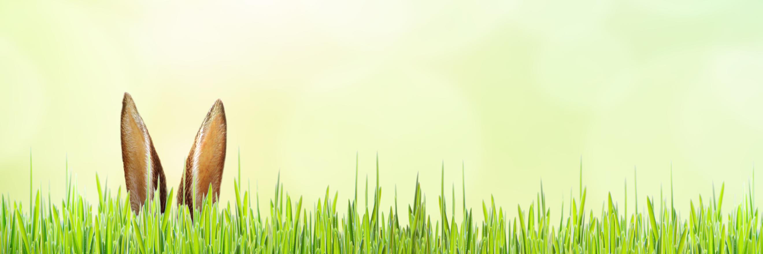 Grüne Wiese, aus der ein paar Hasenohren hervorschauen