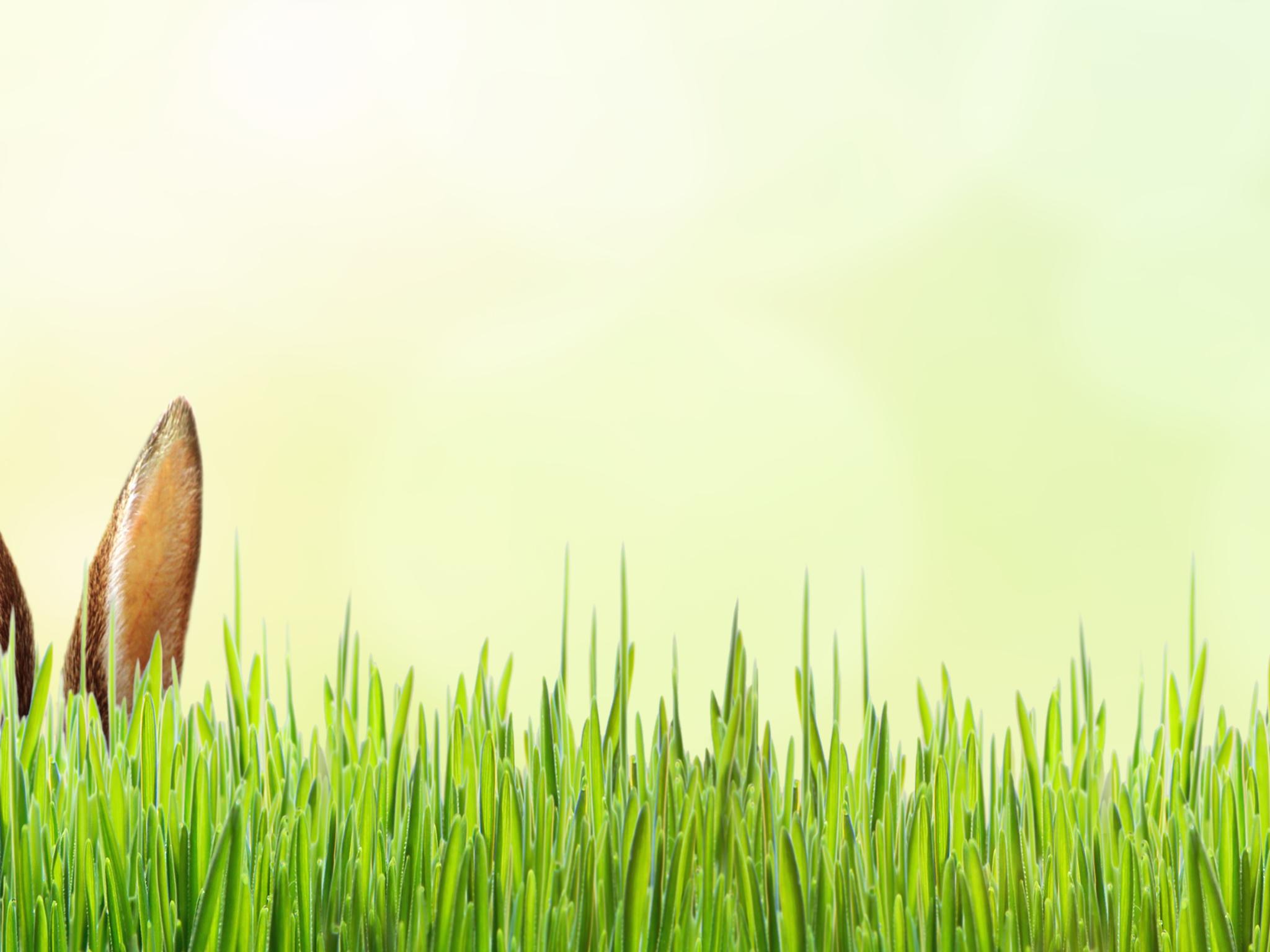 Grüne Wiese, aus der ein paar Hasenohren hervorschauen