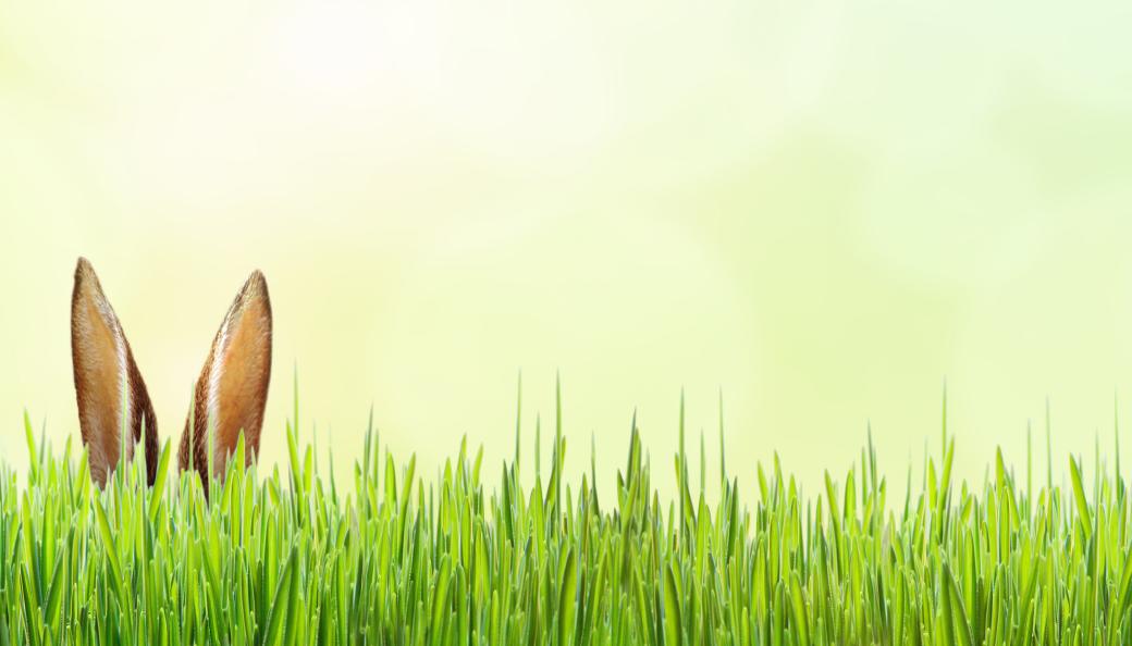 Grüne Wiese, aus der ein paar Hasenohren hervorschauen